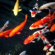 Photo of Pond fish (Gosport PO12) #1