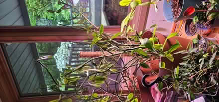 Photo of free Money plants (Issaquah) #2