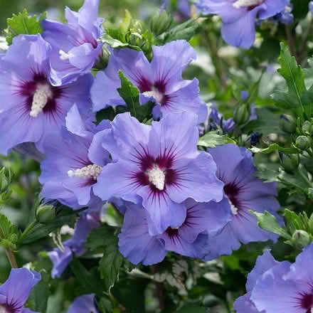 Photo of Hibiscus (Booker HP12) #1