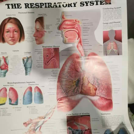 Photo of free Anatomy posters (Felling) #1