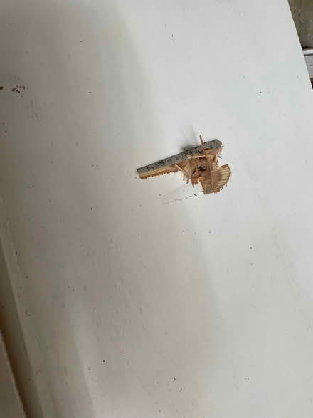Photo of free Plyboard pieces (New Marston OX3) #2