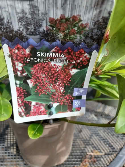 Photo of free Lavender and skimmia plants (Epping CM16) #2