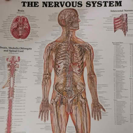 Photo of free Anatomy posters (Felling) #2