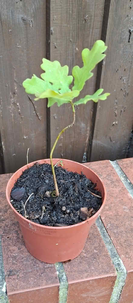 Photo of free Baby oak tree (Bilton CV22) #1