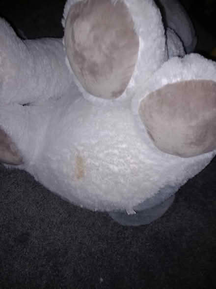 Photo of free Huge dog teddy (HU8 james reckitt) #2