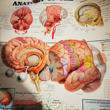 Photo of free More anatomy posters (Felling) #2