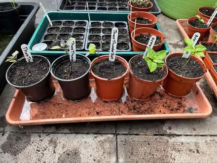 Photo of free Chilli Plants (Redditch, B98) #2