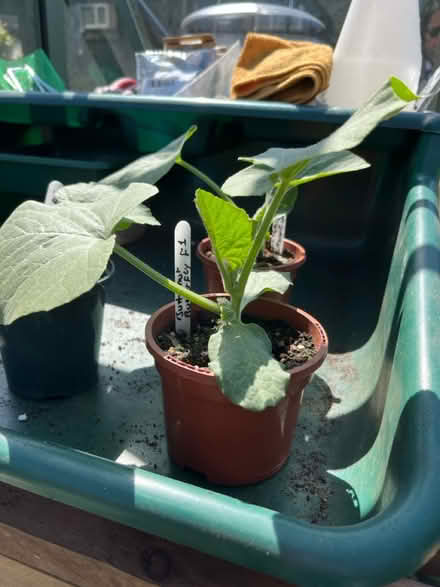 Photo of free Plants (West Boldon) #1