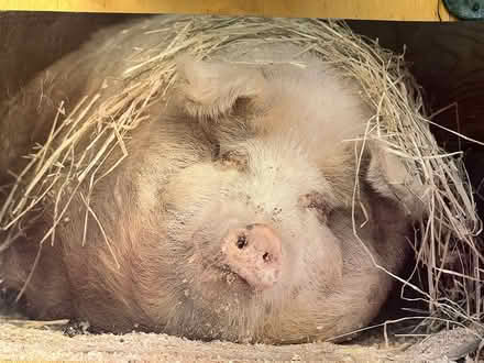 Photo of free Sweet “Wilbur” poster (NE Seattle) #1