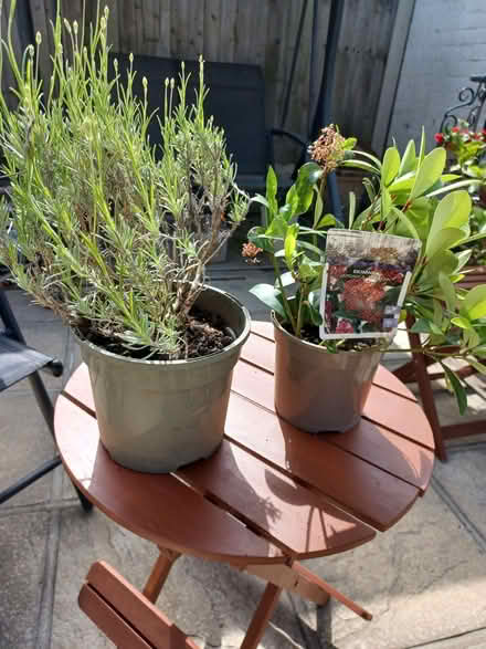 Photo of free Lavender and skimmia plants (Epping CM16) #1