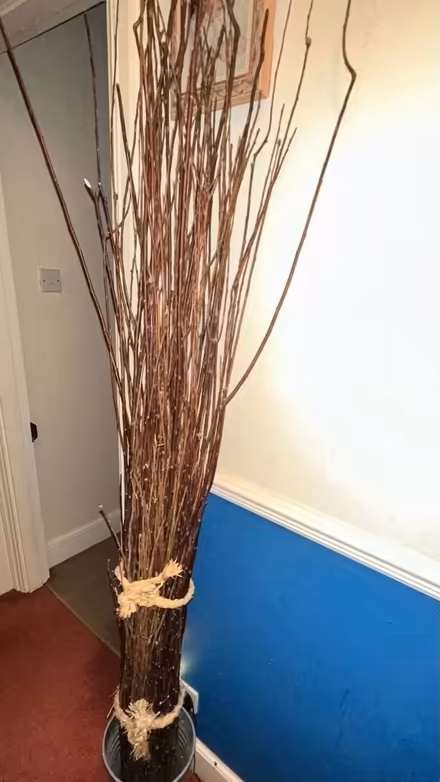 Photo of free Decorative Twigs (Worle BS22) #1