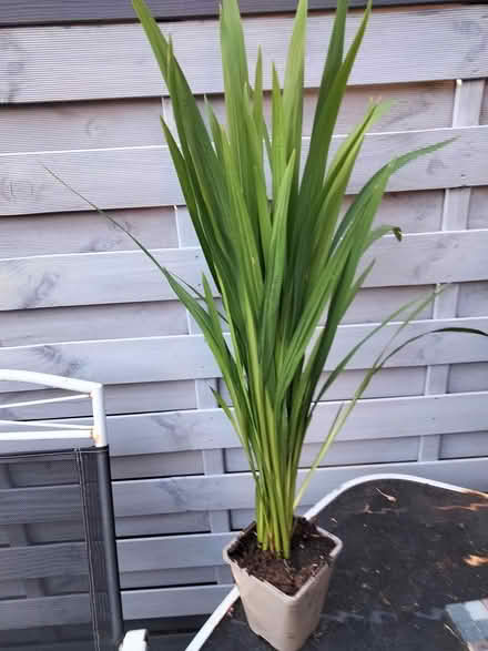 Photo of free Crocosmia (Perennial) (Shenley Lodge MK5) #2