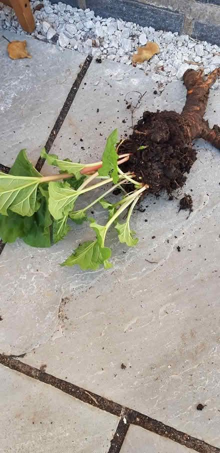 Photo of free 1 rhubarb crown (Northern Moor M23) #1