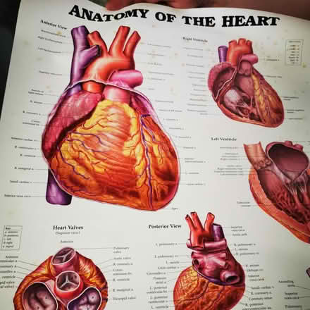 Photo of free More anatomy posters (Felling) #1