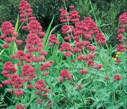 Photo of Red Valerian (7 Dials) (BN1) #1