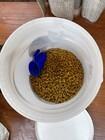 Photo of free Various Cat Items: Florey #1