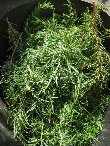 Photo of free Rosemary (Chesterfield S41) #3