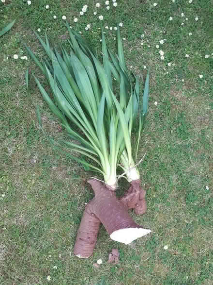 Photo of free Yukka (Aldingbourne PO20) #4
