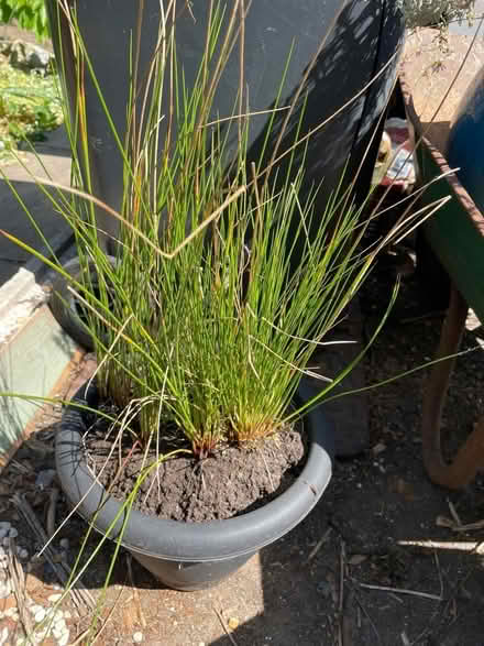 Photo of free Common rush (Clapham, Bedford) #1