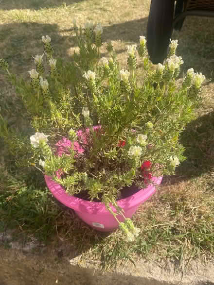 Photo of free Lavender (Southdown) #1