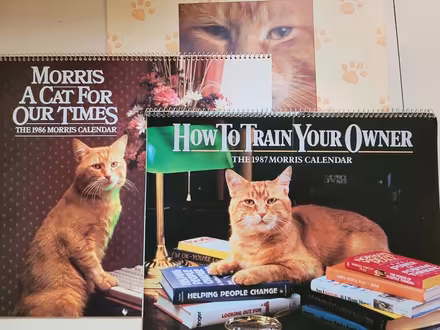 Photo of free 3 Large Morris Cat Calendars (Erin Mills) #1