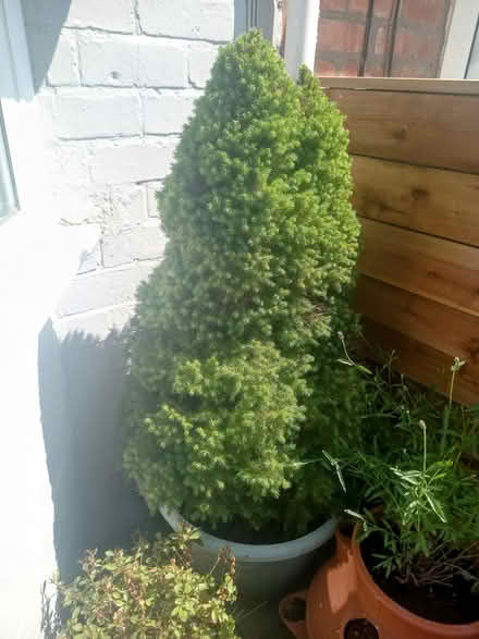 Photo of free spruce tree in large pot (Birmingham B44) #1