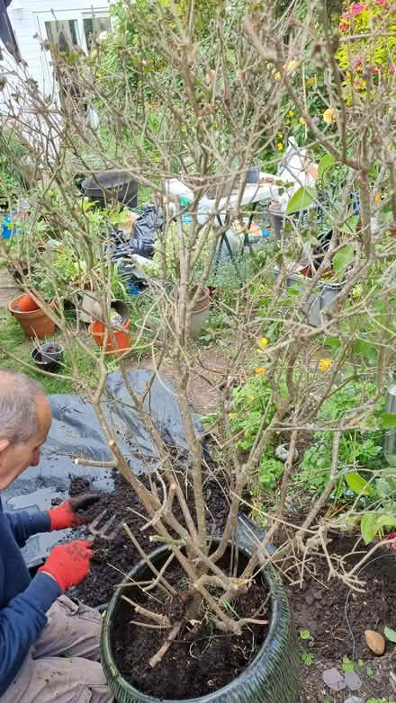 Photo of free Lilac spiria sheub (South Tonbridge TN9) #1