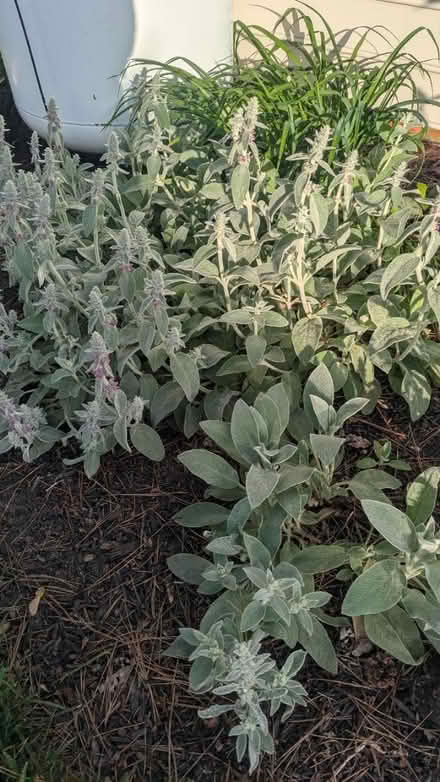 Photo of free Lambs ear (perennial) (Kent Island) #1