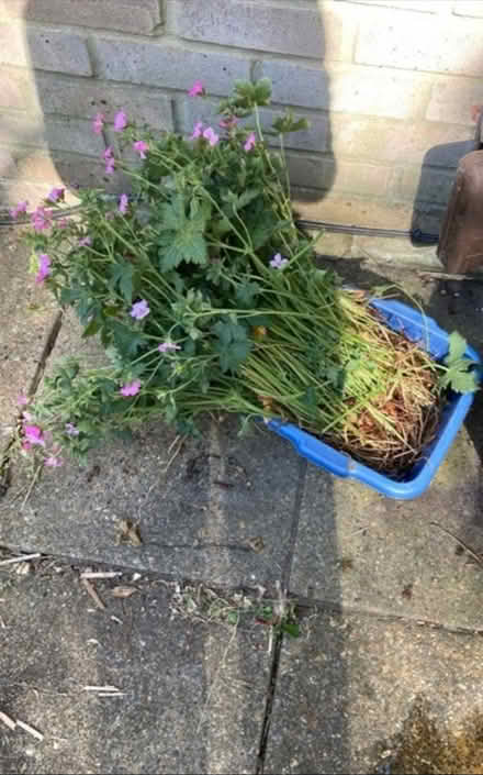 Photo of free Pink geranium (Ock St Abingdon OX14) #1