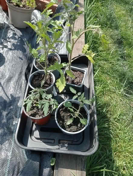 Photo of free Tomato plants (Dovecote BS37) #1