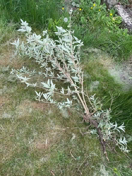Photo of free 4x butterfly bushes (Wadsley S6) #1