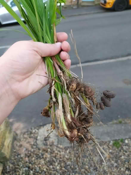 Photo of free Crocosmia/montbretia corms (Walkley, S6) #1