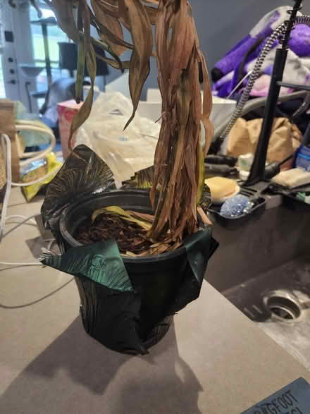 Photo of free Can anyone save this plant? (76102) #1