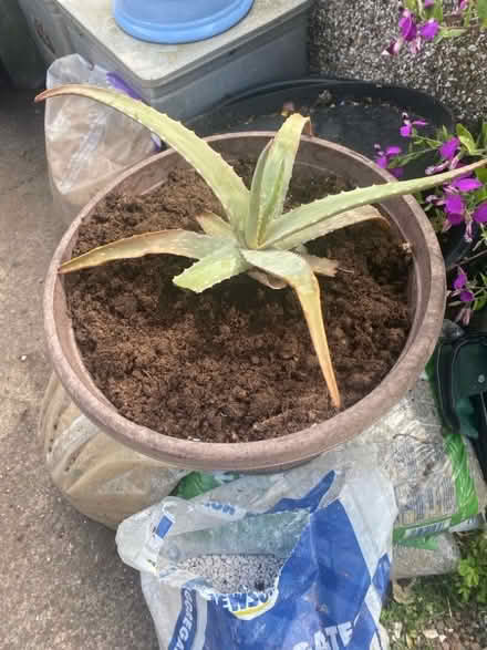 Photo of free Aloe Vera plant (Heysham LA3) #1