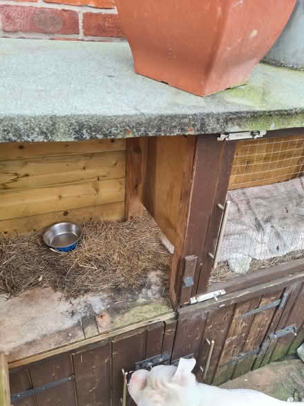 Photo of free Rabbit hutch (Offerton SK2) #3