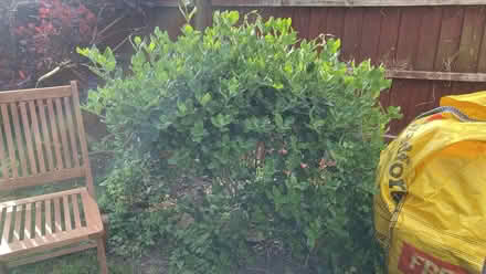 Photo of free 4ft Garrya bush (Malvern Link WR14) #2
