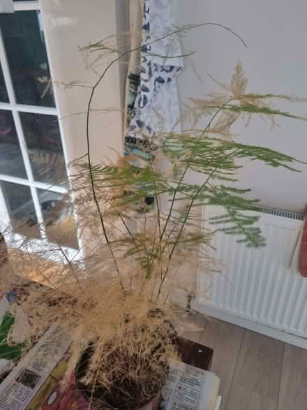Photo of free Plant in need of rescue (Charlton Kings GL52) #1