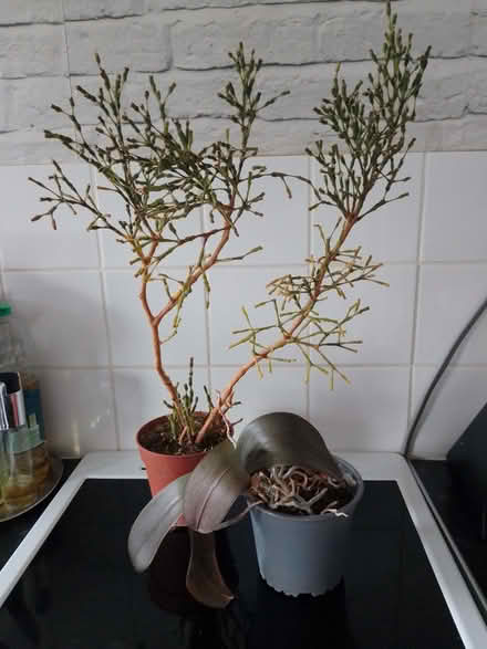 Photo of free Indoor plants (Temple Cowley OX4) #1