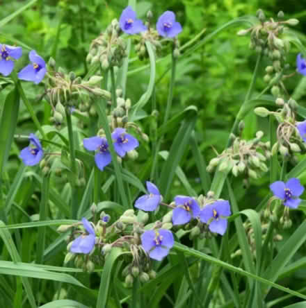 Photo of free Spider wort (perennial) (Kent Island) #1