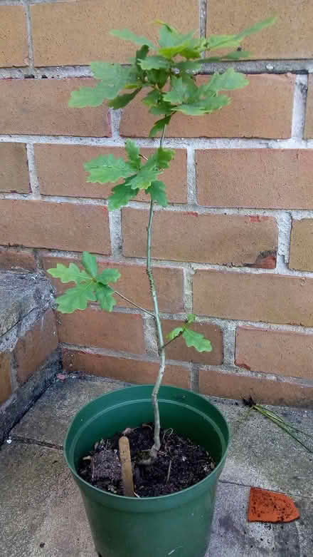 Photo of free Oak tree sapling (Biddulph) #1