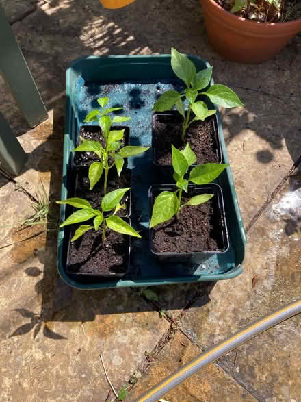Photo of free Red Pepper And Chilli Plants (CT5) #1