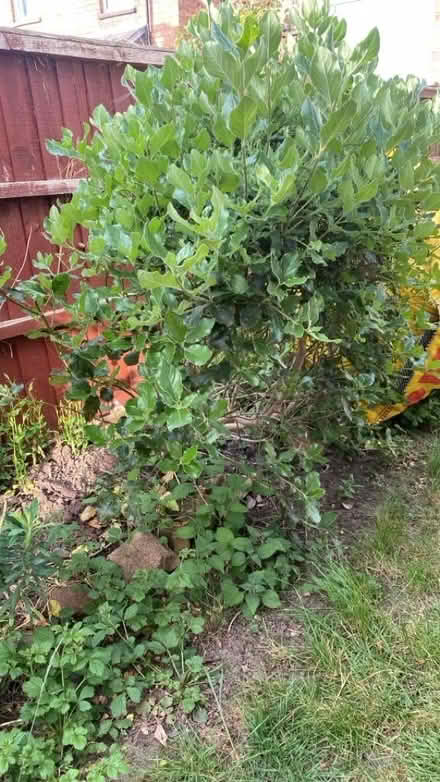 Photo of free 4ft Garrya bush (Malvern Link WR14) #1