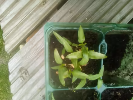 Photo of free Pepper seedlings (Killamarsh S21) #1