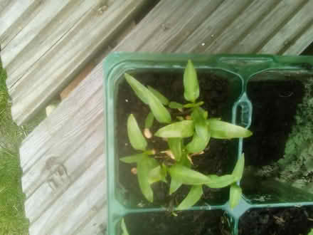 Photo of free Pepper seedlings (Killamarsh S21) #1