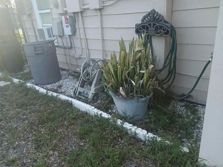 Photo of free plant (Largo near Ulmerton & Starkey) #1