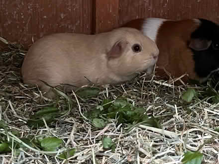 Photo of Large Guinea Pig Hutch / Enclosure (Loddon) #1