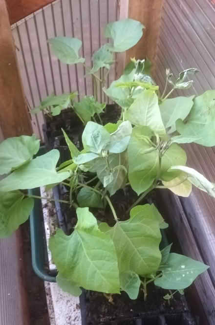Photo of free Runner bean plants (Appleby-in-Westmorland CA16) #1