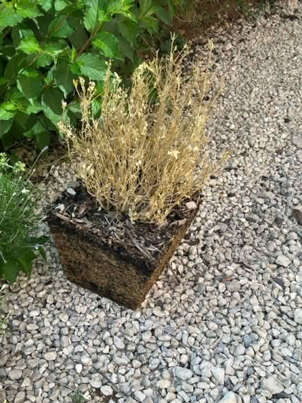 Photo of free Pair of evergreen shrubs (DT9 Sherborne) #1