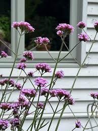 Photo of free Verbena Bonariensis self-sown bare-rooted seedlings (Clevedon BS21) #1