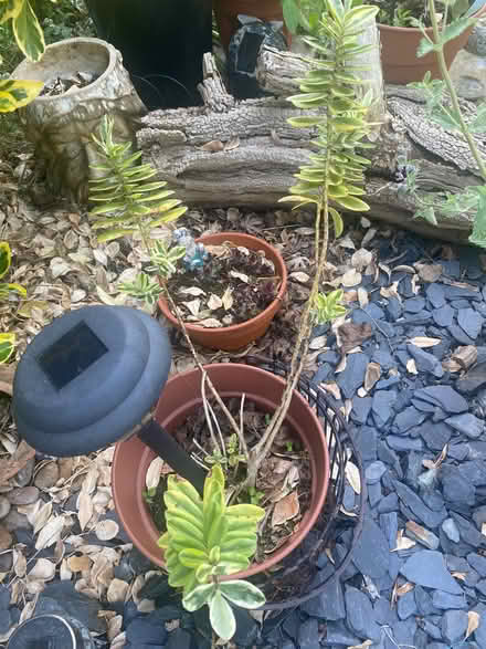 Photo of free Hebe shrub (Southdown) #1